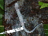  ( - CH 6452)  @13 [ ] CreativeCommons - Attribution Non-Commercial Share-Alike (2010) Copyright César Jaramillo Smithsonian Tropical Research Institute