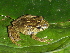  (Pristimantis cf. latidiscus - CH 6456)  @14 [ ] CreativeCommons - Attribution Non-Commercial Share-Alike (2010) Copyright César Jaramillo Smithsonian Tropical Research Institute