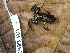  (Ranitomeya minuta - CH 6663)  @11 [ ] CreativeCommons - Attribution Non-Commercial Share-Alike (2010) Copyright César Jaramillo Smithsonian Tropical Research Institute
