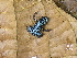  ( - CH 6663)  @11 [ ] CreativeCommons - Attribution Non-Commercial Share-Alike (2010) Copyright César Jaramillo Smithsonian Tropical Research Institute