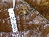  ( - CH 6664)  @11 [ ] CreativeCommons - Attribution Non-Commercial Share-Alike (2010) Copyright César Jaramillo Smithsonian Tropical Research Institute