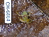  ( - CH 6664)  @11 [ ] CreativeCommons - Attribution Non-Commercial Share-Alike (2010) Copyright César Jaramillo Smithsonian Tropical Research Institute