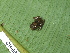  ( - CH 6668)  @11 [ ] CreativeCommons - Attribution Non-Commercial Share-Alike (2010) Copyright César Jaramillo Smithsonian Tropical Research Institute