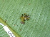  ( - CH 6668)  @11 [ ] CreativeCommons - Attribution Non-Commercial Share-Alike (2010) Copyright César Jaramillo Smithsonian Tropical Research Institute