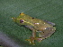  (Hyloscirtus - CH 6669)  @14 [ ] CreativeCommons - Attribution Non-Commercial Share-Alike (2010) Copyright César Jaramillo Smithsonian Tropical Research Institute