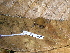  ( - CH 6676)  @12 [ ] CreativeCommons - Attribution Non-Commercial Share-Alike (2010) Copyright César Jaramillo Smithsonian Tropical Research Institute