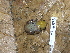  ( - CH 6676)  @13 [ ] CreativeCommons - Attribution Non-Commercial Share-Alike (2010) Copyright César Jaramillo Smithsonian Tropical Research Institute