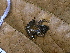  (Pristimantis cruentus - CH 6679)  @13 [ ] CreativeCommons - Attribution Non-Commercial Share-Alike (2010) Copyright César Jaramillo Smithsonian Tropical Research Institute