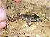  ( - CH 6681)  @13 [ ] CreativeCommons - Attribution Non-Commercial Share-Alike (2010) Copyright César Jaramillo Smithsonian Tropical Research Institute