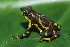  (Atelopus limosus - CH 6717)  @11 [ ] CreativeCommons - Attribution Non-Commercial Share-Alike (2010) Copyright César Jaramillo Smithsonian Tropical Research Institute