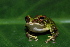  (Pristimantis museosus - CH 6747)  @13 [ ] CreativeCommons - Attribution Non-Commercial Share-Alike (2010) Copyright César Jaramillo Smithsonian Tropical Research Institute