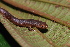  (Hemidactyliinae - CH 6752)  @14 [ ] CreativeCommons - Attribution Non-Commercial Share-Alike (2010) Copyright César Jaramillo Smithsonian Tropical Research Institute