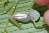  ( - CH 6822)  @11 [ ] CreativeCommons - Attribution Non-Commercial Share-Alike (2010) Copyright César Jaramillo Smithsonian Tropical Research Institute