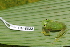  ( - CH 6822)  @15 [ ] CreativeCommons - Attribution Non-Commercial Share-Alike (2010) Copyright César Jaramillo Smithsonian Tropical Research Institute