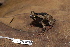  ( - CH 6825)  @13 [ ] CreativeCommons - Attribution Non-Commercial Share-Alike (2010) Copyright César Jaramillo Smithsonian Tropical Research Institute