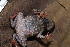  ( - CH 6825)  @13 [ ] CreativeCommons - Attribution Non-Commercial Share-Alike (2010) Copyright César Jaramillo Smithsonian Tropical Research Institute