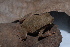  ( - CH 6827)  @13 [ ] CreativeCommons - Attribution Non-Commercial Share-Alike (2010) Copyright César Jaramillo Smithsonian Tropical Research Institute