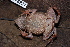 ( - CH 6827)  @13 [ ] CreativeCommons - Attribution Non-Commercial Share-Alike (2010) Copyright César Jaramillo Smithsonian Tropical Research Institute