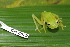  ( - CH 6829)  @15 [ ] CreativeCommons - Attribution Non-Commercial Share-Alike (2010) Copyright César Jaramillo Smithsonian Tropical Research Institute