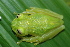  ( - CH 6829)  @15 [ ] CreativeCommons - Attribution Non-Commercial Share-Alike (2010) Copyright César Jaramillo Smithsonian Tropical Research Institute