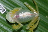 ( - CH 6829)  @15 [ ] CreativeCommons - Attribution Non-Commercial Share-Alike (2010) Copyright César Jaramillo Smithsonian Tropical Research Institute