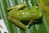  ( - CH 6830)  @15 [ ] CreativeCommons - Attribution Non-Commercial Share-Alike (2010) Copyright César Jaramillo Smithsonian Tropical Research Institute