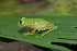  ( - CH 6830)  @15 [ ] CreativeCommons - Attribution Non-Commercial Share-Alike (2010) Copyright César Jaramillo Smithsonian Tropical Research Institute