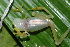  ( - CH 6830)  @14 [ ] CreativeCommons - Attribution Non-Commercial Share-Alike (2010) Copyright César Jaramillo Smithsonian Tropical Research Institute