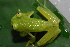  (Hyalinobatrachium colymbiphyllum - CH 6843)  @15 [ ] CreativeCommons - Attribution Non-Commercial Share-Alike (2010) Copyright César Jaramillo Smithsonian Tropical Research Institute