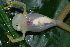  ( - CH 6843)  @15 [ ] CreativeCommons - Attribution Non-Commercial Share-Alike (2010) Copyright César Jaramillo Smithsonian Tropical Research Institute