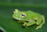  ( - CH 6844)  @15 [ ] CreativeCommons - Attribution Non-Commercial Share-Alike (2010) Copyright César Jaramillo Smithsonian Tropical Research Institute