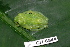  ( - CH 6844)  @13 [ ] CreativeCommons - Attribution Non-Commercial Share-Alike (2010) Copyright César Jaramillo Smithsonian Tropical Research Institute