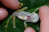  ( - CH 6844)  @14 [ ] CreativeCommons - Attribution Non-Commercial Share-Alike (2010) Copyright César Jaramillo Smithsonian Tropical Research Institute
