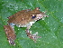  (Amphibia - AJC_2001)  @16 [ ] CreativeCommons - Attribution Non-Commercial Share-Alike (2010) Unspecified Smithsonian Tropical Research Institute