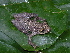  (Scinax aff. ruber - AJC_2002)  @15 [ ] CreativeCommons - Attribution Non-Commercial Share-Alike (2010) Unspecified Smithsonian Tropical Research Institute