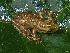  (Scinax - AJC_2003)  @15 [ ] CreativeCommons - Attribution Non-Commercial Share-Alike (2010) Unspecified Smithsonian Tropical Research Institute