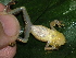  (Scinax - AJC_2003)  @15 [ ] CreativeCommons - Attribution Non-Commercial Share-Alike (2010) Unspecified Smithsonian Tropical Research Institute