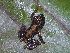  (Pristimantis aff. altamazonicus - AJC 2006)  @14 [ ] CreativeCommons - Attribution Non-Commercial Share-Alike (2010) Unspecified Smithsonian Tropical Research Institute