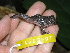  ( - AJC_2007)  @13 [ ] CreativeCommons - Attribution Non-Commercial Share-Alike (2010) Unspecified Smithsonian Tropical Research Institute