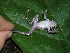  ( - AJC_2007)  @13 [ ] CreativeCommons - Attribution Non-Commercial Share-Alike (2010) Unspecified Smithsonian Tropical Research Institute