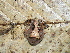  ( - AJC_2009)  @14 [ ] CreativeCommons - Attribution Non-Commercial Share-Alike (2010) Unspecified Smithsonian Tropical Research Institute