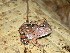  ( - AJC_2009)  @14 [ ] CreativeCommons - Attribution Non-Commercial Share-Alike (2010) Unspecified Smithsonian Tropical Research Institute