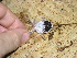  ( - AJC_2009)  @13 [ ] CreativeCommons - Attribution Non-Commercial Share-Alike (2010) Unspecified Smithsonian Tropical Research Institute