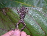  ( - AJC_2010)  @13 [ ] CreativeCommons - Attribution Non-Commercial Share-Alike (2010) Unspecified Smithsonian Tropical Research Institute