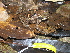  ( - AJC_2011)  @11 [ ] CreativeCommons - Attribution Non-Commercial Share-Alike (2010) Unspecified Smithsonian Tropical Research Institute
