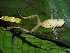  ( - AJC_2013)  @13 [ ] CreativeCommons - Attribution Non-Commercial Share-Alike (2010) Unspecified Smithsonian Tropical Research Institute