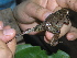  (Leptodactylidae - AJC_2015)  @15 [ ] CreativeCommons - Attribution Non-Commercial Share-Alike (2010) Unspecified Smithsonian Tropical Research Institute