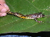  (Scinax garbei - AJC_2016)  @15 [ ] CreativeCommons - Attribution Non-Commercial Share-Alike (2010) Unspecified Smithsonian Tropical Research Institute