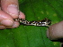  (Pristimantis eurydactylus - AJC_2020)  @14 [ ] CreativeCommons - Attribution Non-Commercial Share-Alike (2010) Unspecified Smithsonian Tropical Research Institute