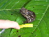  ( - AJC_2022)  @11 [ ] CreativeCommons - Attribution Non-Commercial Share-Alike (2010) Unspecified Smithsonian Tropical Research Institute